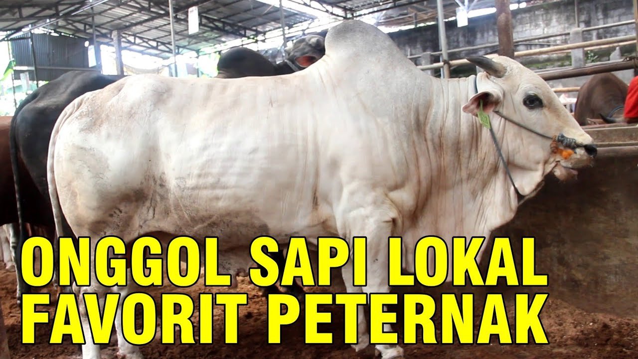 
                                 Fakta-Unik-Sapi-Ongole-Favorit-Peternak